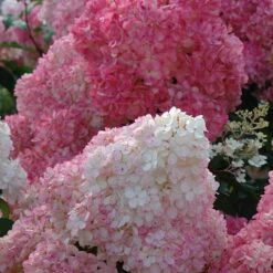 Vanilla Strawberry® Panicle Hydrangea -Plant Series hydrangea vanilla strawberry 5