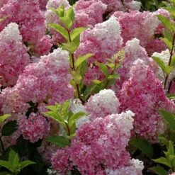Vanilla Strawberry® Panicle Hydrangea -Plant Series hydrangea vanilla strawberry 6