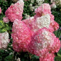 Vanilla Strawberry® Panicle Hydrangea -Plant Series hydrangea vanilla strawberry 7