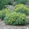 Blues Festival® St. John's Wort -Plant Series hypericum blues festival 1 sw