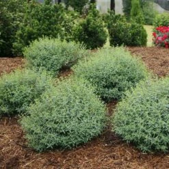 Blues Festival® St. John's Wort 8 Blues Festival® St. John's Wort -Plant Series hypericum blues festival 3 sw