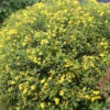 Sunny Boulevard® St. John's Wort 1 Sunny Boulevard® St. John's Wort -Plant Series hypericum sunny boulevard 1
