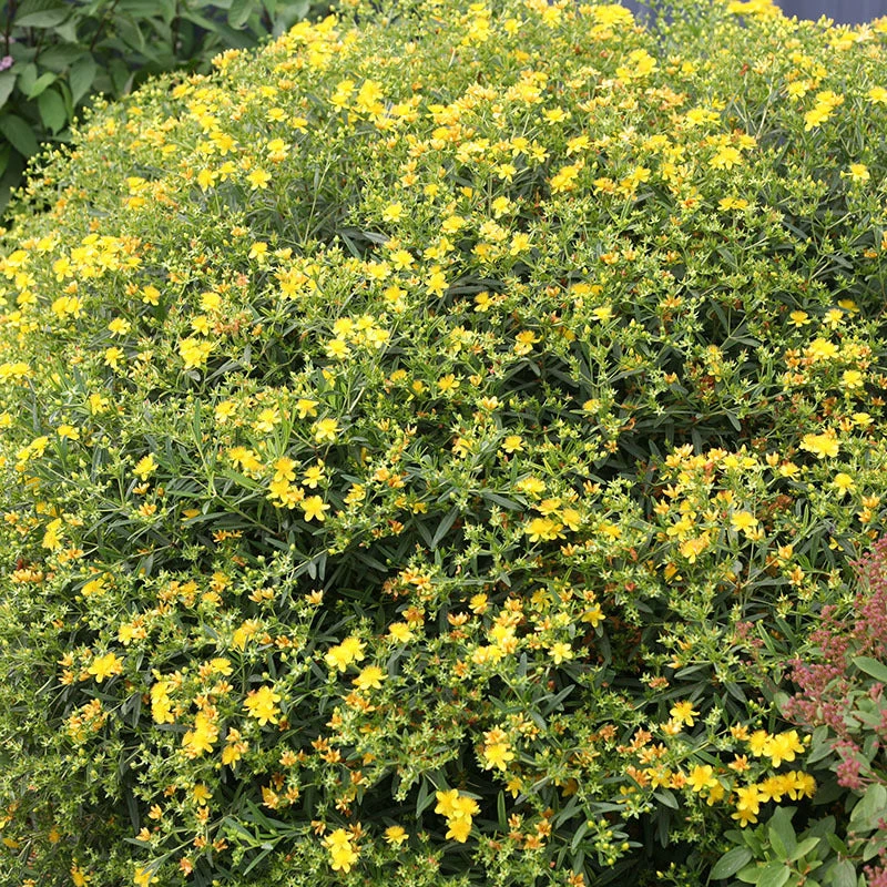 Sunny Boulevard® St. John's Wort 3 Sunny Boulevard® St. John's Wort