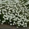 'Tahoe' Candytuft -Plant Series iberis tahoe 1