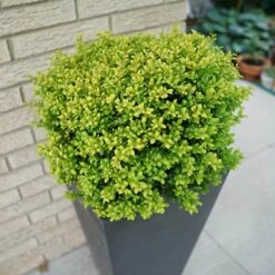 Plant Series -Plant Series ilex brass buckle 2 sw