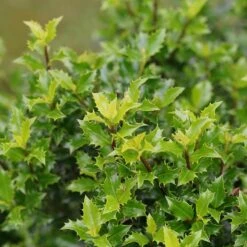 Plant Series -Plant Series ilex castle keep 3 sw