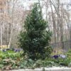 Castle Spire® Blue Holly -Plant Series ilex castle spire 1 sw