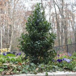 Castle Spire® Blue Holly