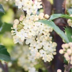 Castle Wall® Blue Holly -Plant Series ilex castle wall 3 sw