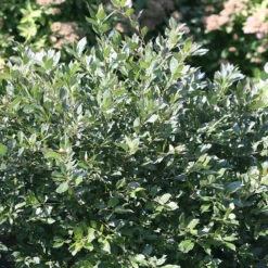 Little Goblin® Guy Winterberry Holly -Plant Series ilex little goblin guy 2 P