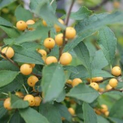 Berry Heavy® Gold Winterberry Holly -Plant Series ilex verticillata berry heavy gold 2 aa81198c 24bb 4b32 877a 85fd13c13220 sw