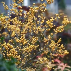 Berry Heavy® Gold Winterberry Holly