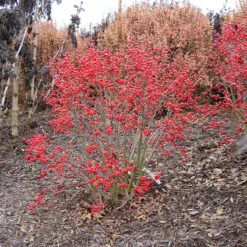 Little Goblin® Red Winterberry Holly -Plant Series ilex verticillata little goblin red 1