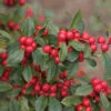 Little Goblin® Red Winterberry Holly -Plant Series ilex verticillata little goblin red 3