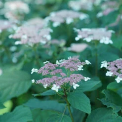 Invincibelle Lace™ Smooth Hydrangea -Plant Series invincibelle lace smooth hydrangea 4