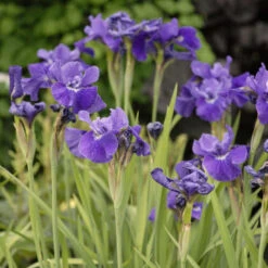 'Ruffled Velvet' Siberian Iris -Plant Series iris ruffled velvet 2 P
