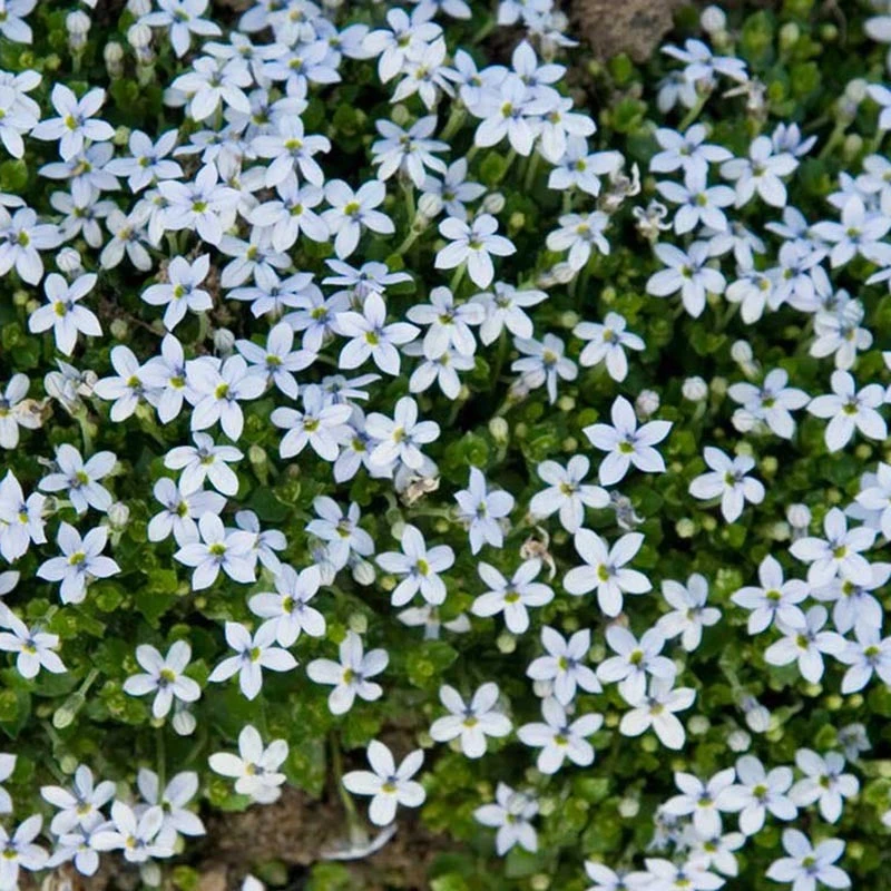 Blue Star Creeper (Isotoma Fluviatilis) 4 Blue Star Creeper (Isotoma Fluviatilis) - Image 3