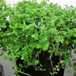 Blue Star Creeper (Isotoma Fluviatilis) 13 Blue Star Creeper (Isotoma Fluviatilis) -Plant Series isotoma fluviatilis blue star creeper 4