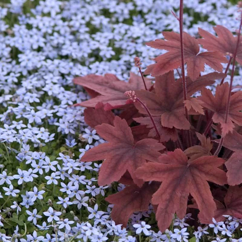 Blue Star Creeper (Isotoma Fluviatilis) 7 Blue Star Creeper (Isotoma Fluviatilis) - Image 6
