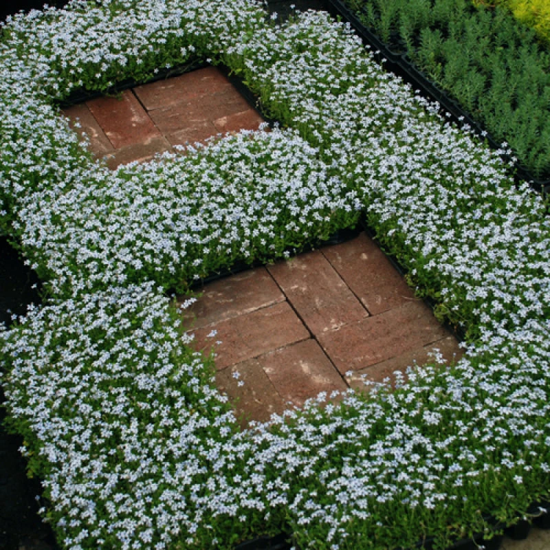 Blue Star Creeper (Isotoma Fluviatilis) 9 Blue Star Creeper (Isotoma Fluviatilis) - Image 8