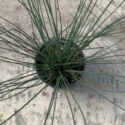 'Blue Arrows' Rush -Plant Series juncus blue arrows 4