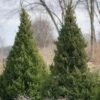 Gin Fizz® Juniper -Plant Series juniperus gin fizz 1 sw
