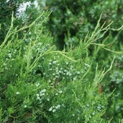 Gin Fizz® Juniper -Plant Series juniperus gin fizz 3 sw