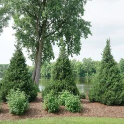 Gin Fizz® Juniper -Plant Series juniperus gin fizz 4 sw