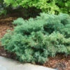Montana Moss® Juniper 2 Montana Moss® Juniper -Plant Series juniperus montana moss 1