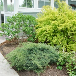 Montana Moss® Juniper -Plant Series juniperus montana moss 3