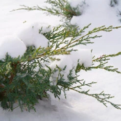Montana Moss® Juniper -Plant Series juniperus montana moss 4