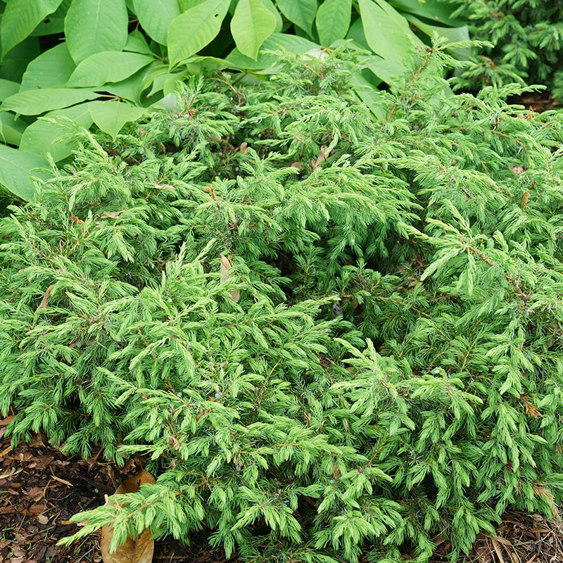 Tortuga® Juniper 3 Tortuga® Juniper