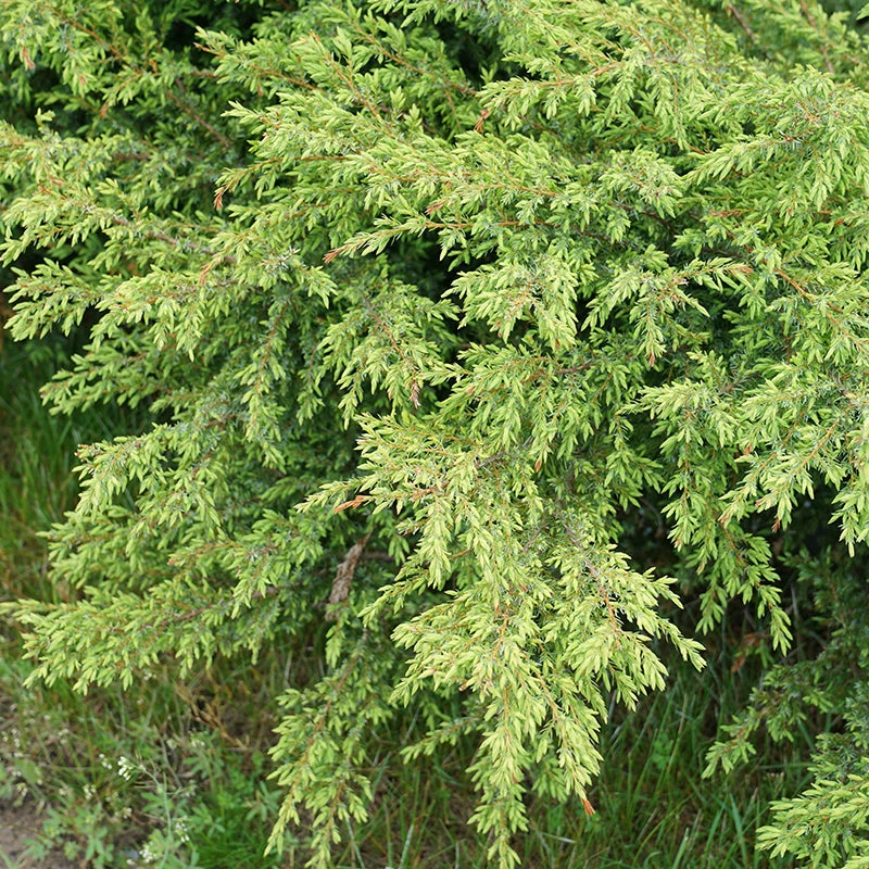 Tortuga® Juniper 4 Tortuga® Juniper - Image 2