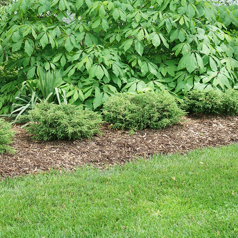 Tortuga® Juniper 5 Tortuga® Juniper - Image 3