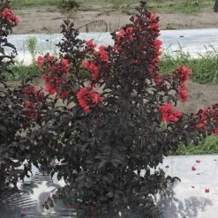Center Stage® Red Crapemyrtle -Plant Series lagerstroemia center stage red 2 sw