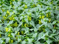 'Hermann's Pride' Spotted Dead-Nettle -Plant Series lamiastrum hermanns pride 4 sw