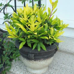 Sicilian Sunshine® Bay Laurel -Plant Series laurus sicilian sunshine 3