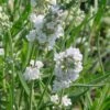 'Ellagance Ice' Lavender 1 'Ellagance Ice' Lavender -Plant Series lavandula ellagance Ice 1 sw