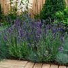 'Ellagance Purple' Lavender -Plant Series lavandula ellagance purple 2 sw