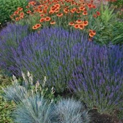 'Hidcote' Lavender -Plant Series lavender hidcote 4 sw