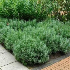 'Hidcote' Lavender -Plant Series lavender hidcote 6 sw