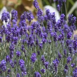 'Hidcote' Lavender -Plant Series lavender hidcote 8 sw