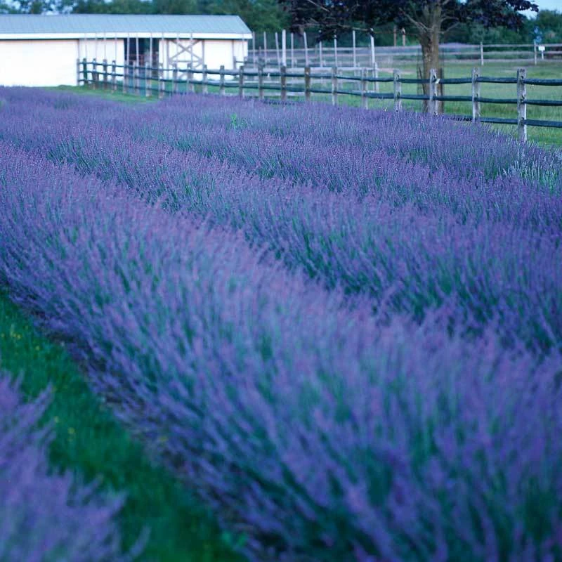 Phenomenal® Lavender 4 Phenomenal® Lavender - Image 2