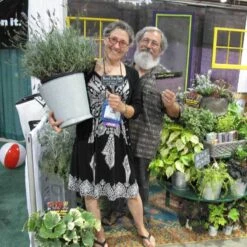 Phenomenal® Lavender 13 Phenomenal® Lavender -Plant Series lavender phenomenal 3