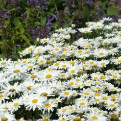 Drought Resistant+ Long Blooming Collection -Plant Series leucanthemum becky shasta daisy 1