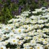 'Becky' Shasta Daisy -Plant Series leucanthemum becky shasta daisy 1 729dadde c069 4745 b41e f15bffe1f451 sw