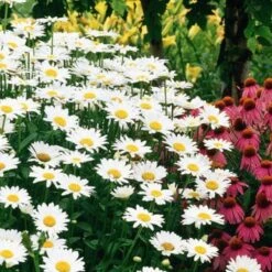 'Becky' Shasta Daisy -Plant Series leucanthemum becky shasta daisy 2 90d80034 7580 4d6e ad6a f12a37e53d59 sw