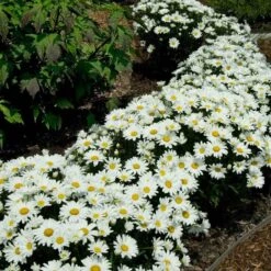 'Snowcap' Shasta Daisy -Plant Series leucanthemum snowcap shasta daisy 2