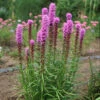 'Kobold' Blazing Star 1 'Kobold' Blazing Star -Plant Series liatris kobold 1 P