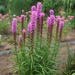 'Kobold' Blazing Star